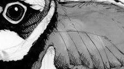 LittleRingedPlover-close