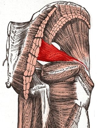 piriformis and gluteal muscles