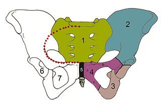 wikicommons pelvis