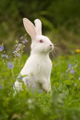 rabbit in garden