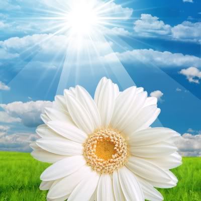 sun on flower