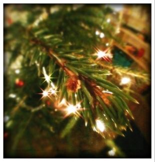 christmas cardinals