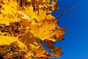 fall leaves