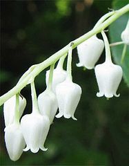 sourwood flowers
