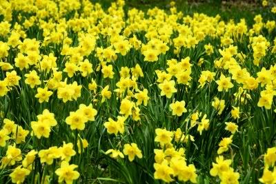 daffodils in field