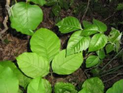 poison ivy public domain photo
