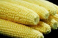 corn on the cob