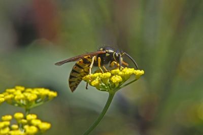 wasp on flower
