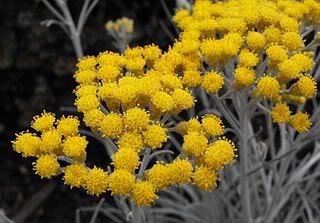 helichrysum plant