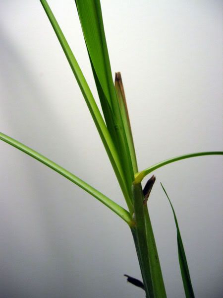 lemongrass