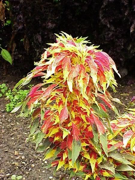 Amaranthus_tricolor.jpg