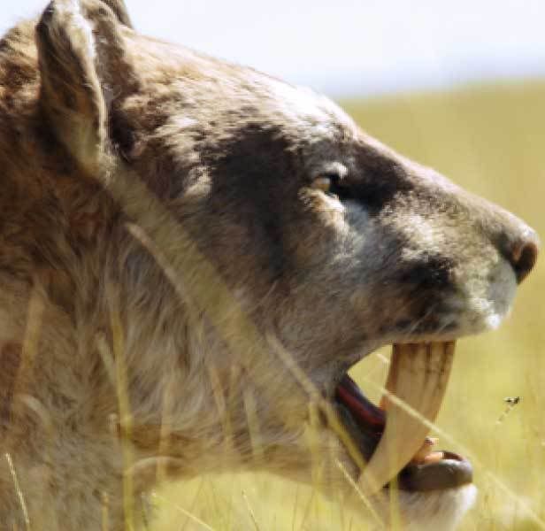 http://i289.photobucket.com/albums/ll203/jagroar/smilodon_bbc2.jpg?t=1213511217