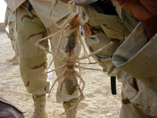 Iraq-Camel Spider Photo by POKEGATES | Photobucket