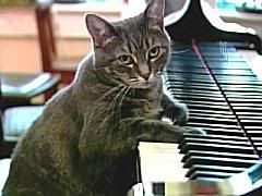 Cat Playing Piano