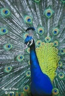 peacock.jpg