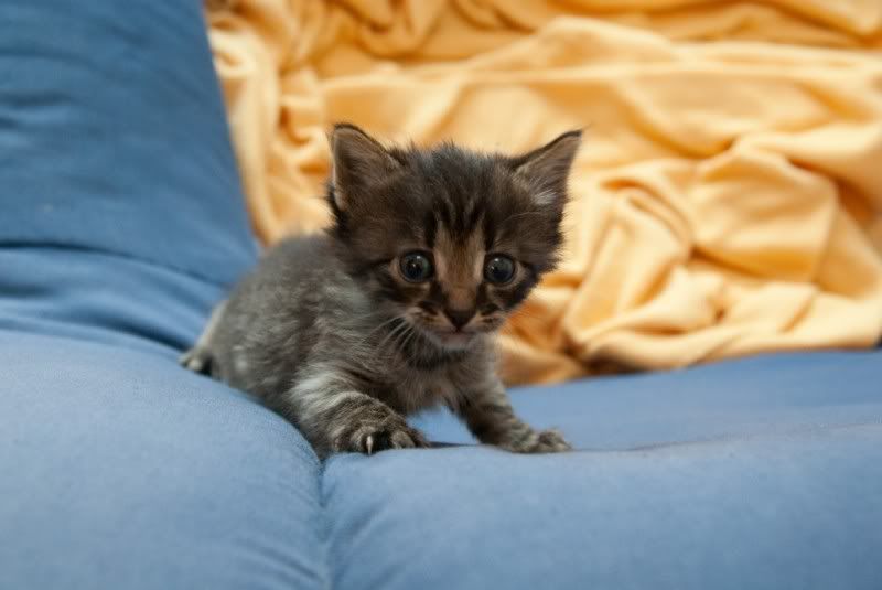 http://i289.photobucket.com/albums/ll208/m3zcal/chaton/IMGP1832.jpg