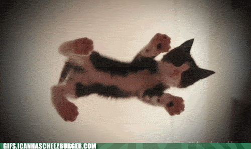 Hover Kitten