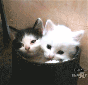 kitten boot photo kitten boot_zpsy5z0yklc.gif