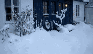Kitten leap through snow