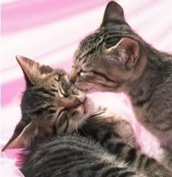 catskiss.jpg%20cats%20kiss%20image%20by%20fabiosupernova