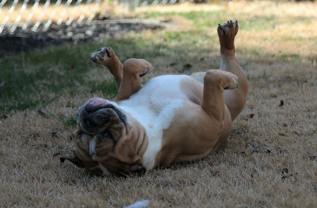 IMAGE: http://i289.photobucket.com/albums/ll210/vdemeis11/bailee.jpg