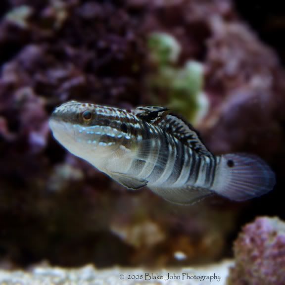 Sand Sifter.... Diamond Goby? Reef Sanctuary