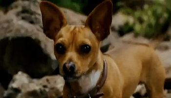 beverly hills chihuahua Pictures, Images and Photos
