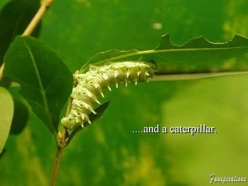 pictures of caterpillar