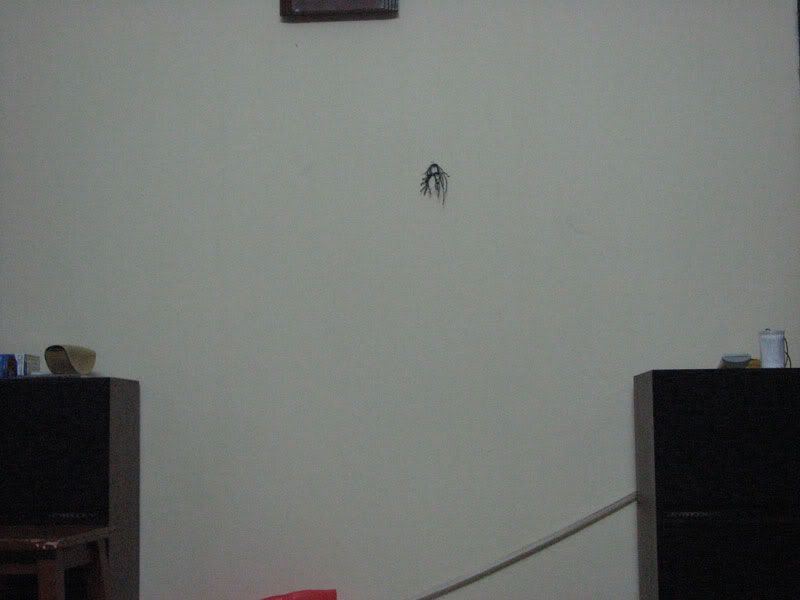 010.jpg