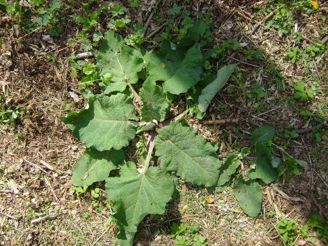 burdock Pictures, Images and Photos