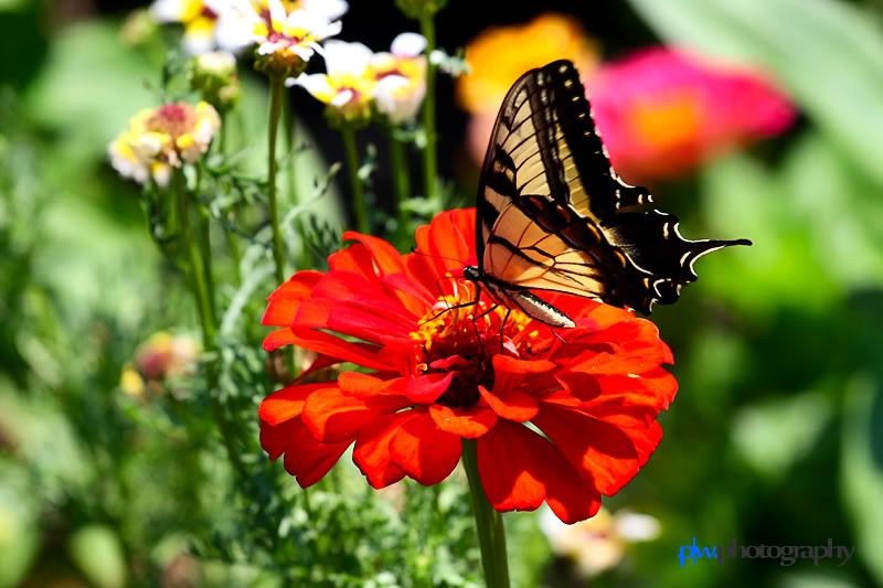 IMAGE: http://i289.photobucket.com/albums/ll217/pwphotodesign/garden/IMG_5880.jpg