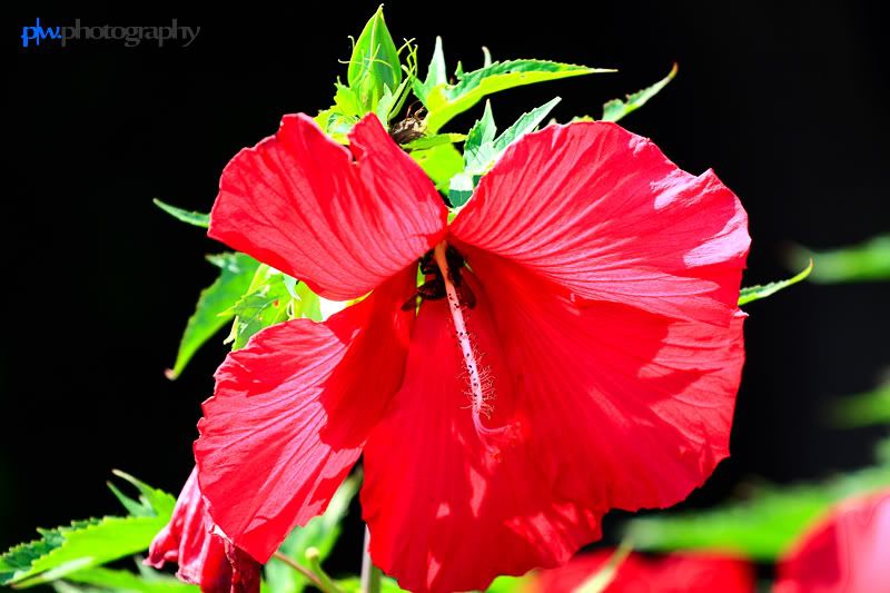 IMAGE: http://i289.photobucket.com/albums/ll217/pwphotodesign/garden/IMG_5903.jpg