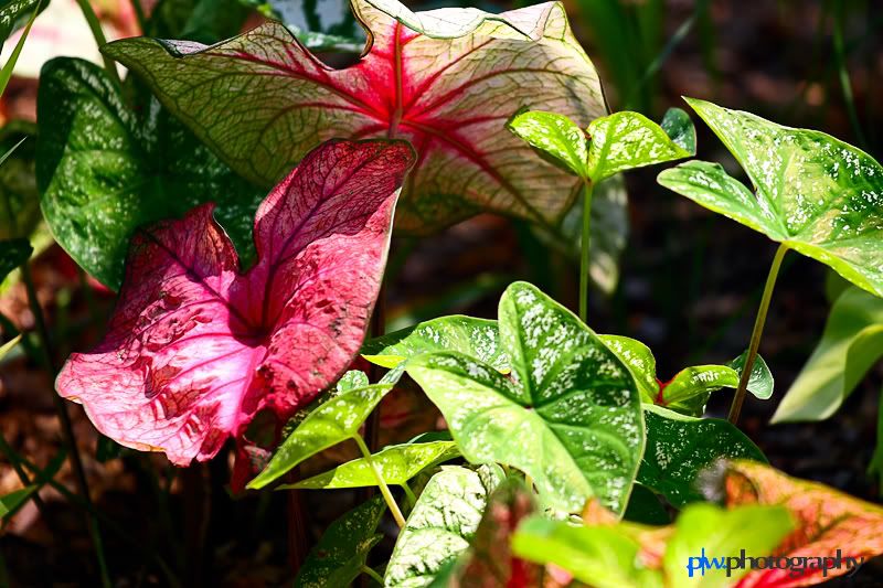 IMAGE: http://i289.photobucket.com/albums/ll217/pwphotodesign/garden/IMG_5907.jpg