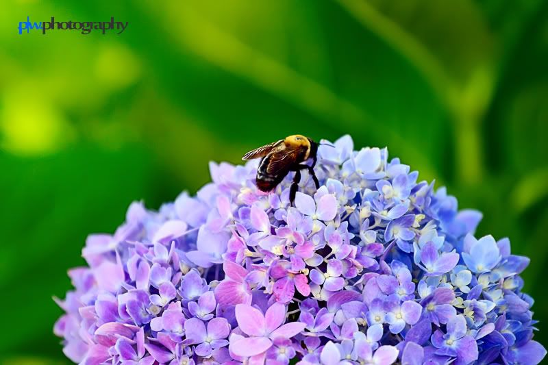 IMAGE: http://i289.photobucket.com/albums/ll217/pwphotodesign/garden/IMG_5937.jpg