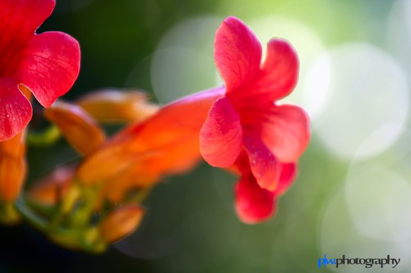 IMAGE: http://i289.photobucket.com/albums/ll217/pwphotodesign/garden/IMG_5939.jpg