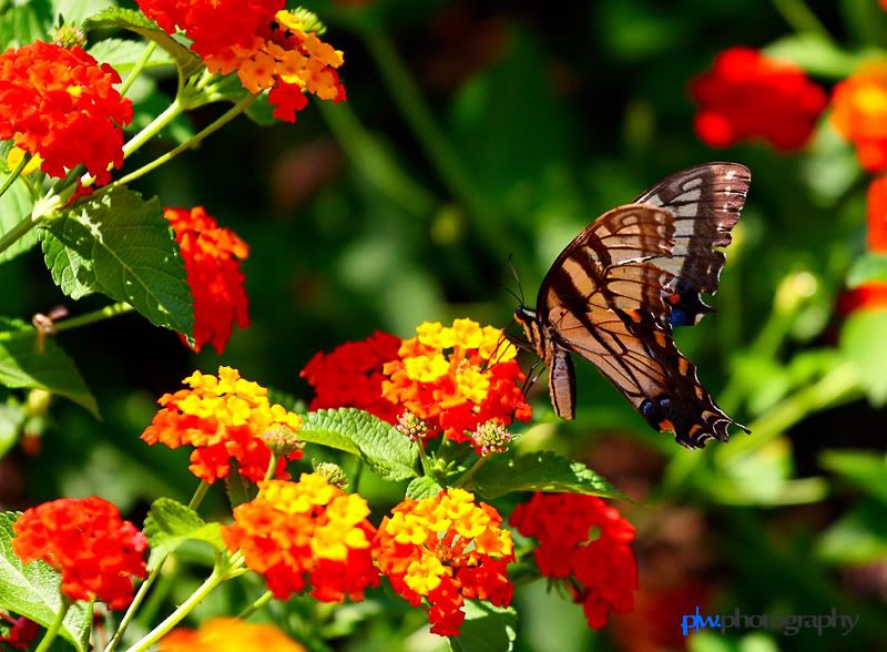 IMAGE: http://i289.photobucket.com/albums/ll217/pwphotodesign/garden/IMG_5943-Edit.jpg