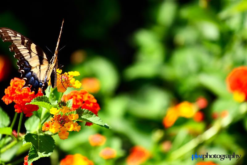 IMAGE: http://i289.photobucket.com/albums/ll217/pwphotodesign/garden/IMG_5945.jpg