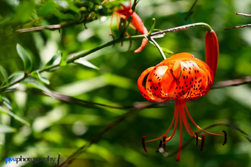 IMAGE: http://i289.photobucket.com/albums/ll217/pwphotodesign/garden/IMG_5953-Edit.jpg