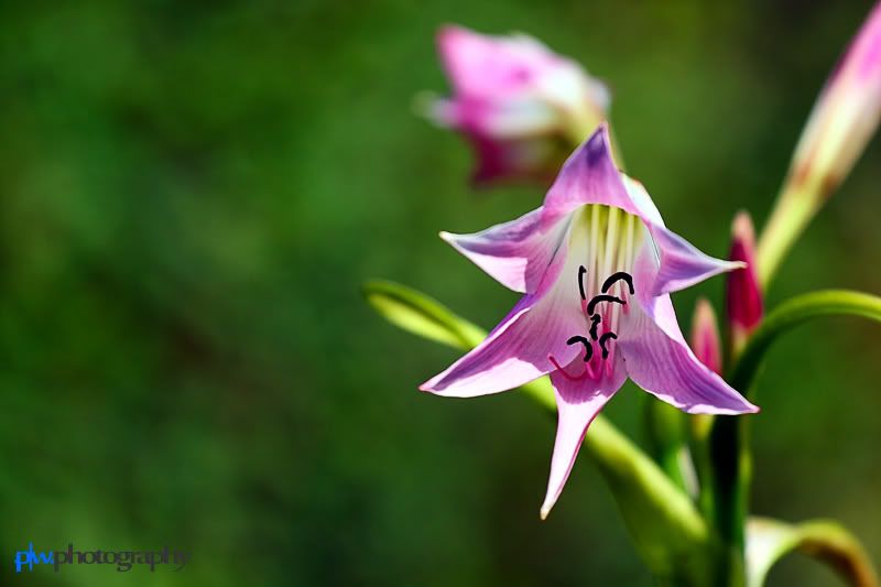 IMAGE: http://i289.photobucket.com/albums/ll217/pwphotodesign/garden/IMG_5954.jpg