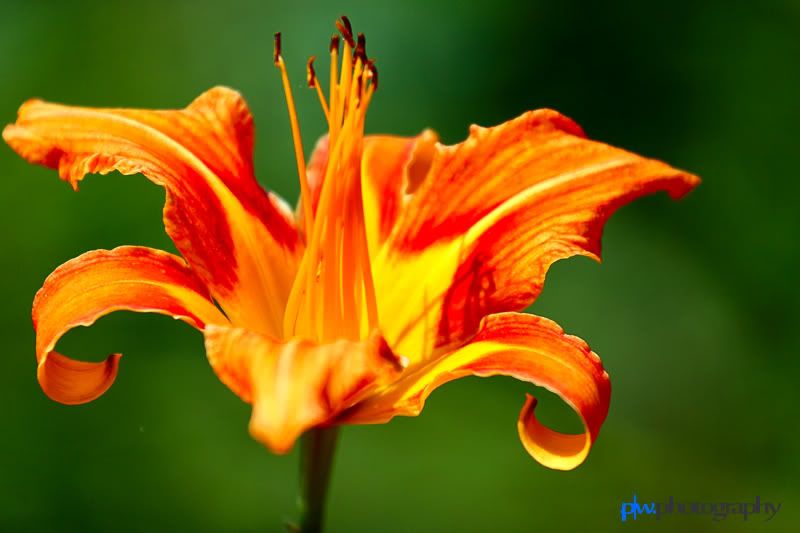 IMAGE: http://i289.photobucket.com/albums/ll217/pwphotodesign/garden/IMG_5958.jpg