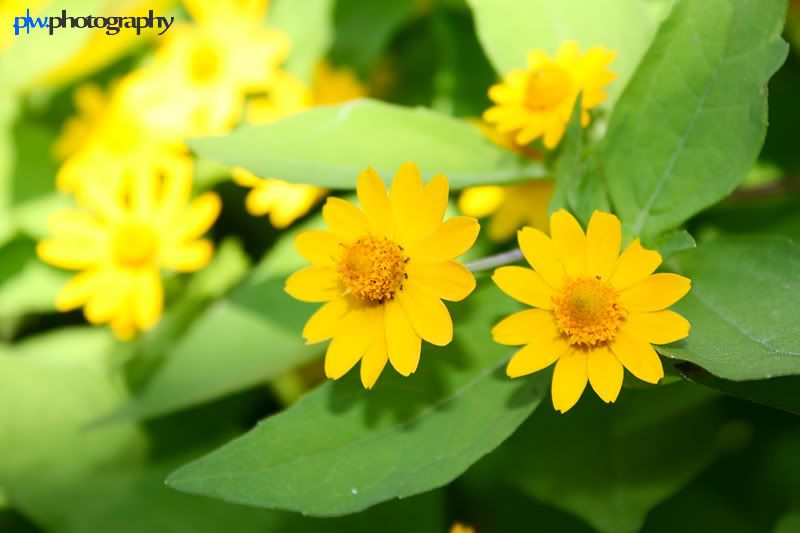 IMAGE: http://i289.photobucket.com/albums/ll217/pwphotodesign/garden/IMG_5997.jpg