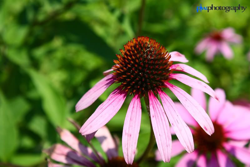 IMAGE: http://i289.photobucket.com/albums/ll217/pwphotodesign/garden/IMG_6001.jpg