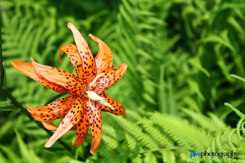 IMAGE: http://i289.photobucket.com/albums/ll217/pwphotodesign/garden/IMG_6004-Edit.jpg