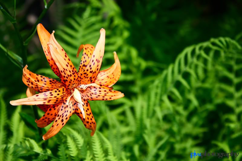 IMAGE: http://i289.photobucket.com/albums/ll217/pwphotodesign/garden/IMG_6005-Edit.jpg