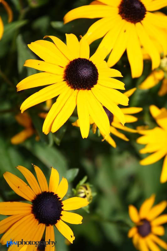 IMAGE: http://i289.photobucket.com/albums/ll217/pwphotodesign/garden/IMG_6007-Edit.jpg