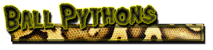 ballpythonbanner.png