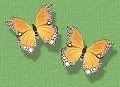 happydaybutterflies.jpg picture by damita8_bucket