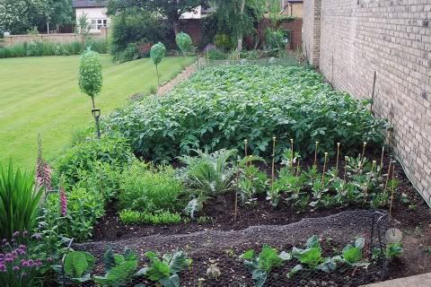 growing-vegetable-garden.jpg
