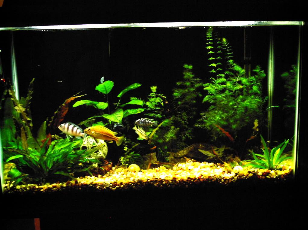 My 29 Gallon Aquatic Plant Central