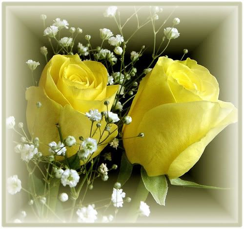 ROSES-2.jpg Yellow Rose Buds image by Creativity5363